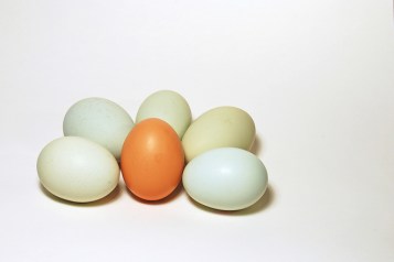 eggs-eggs-eggs-4-1325390